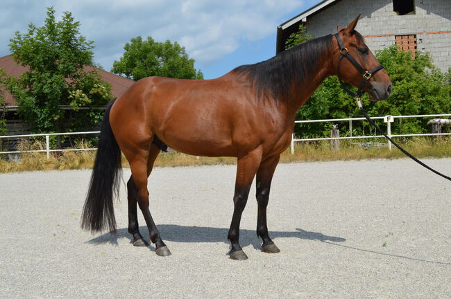 Quarter Horse Wallach, Sandra E., Horses For Sale, Ostermiething , Image 6