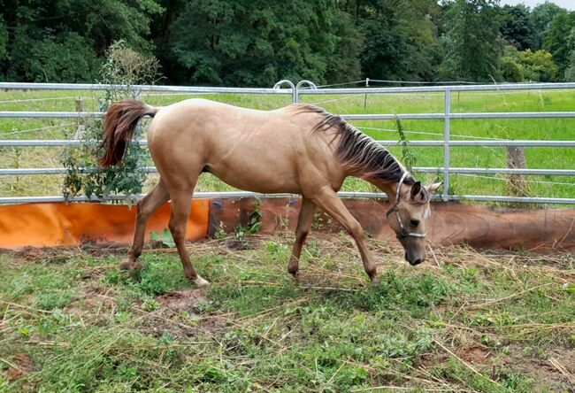 Quarter Horse Wallach, Aileen , Horses For Sale, Kyffhäuserland, Image 3