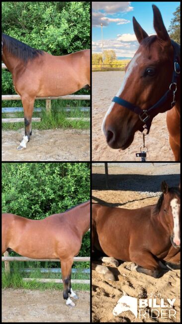 Im Stocktyp stehender Quarter Horse Wallach, Kerstin Rehbehn (Pferdemarketing Ost), Horses For Sale, Nienburg, Image 10