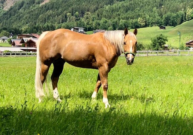 Quarter Horse Wallach, super Lehrmeister, Lisi, Horses For Sale, Alpbach, Image 3