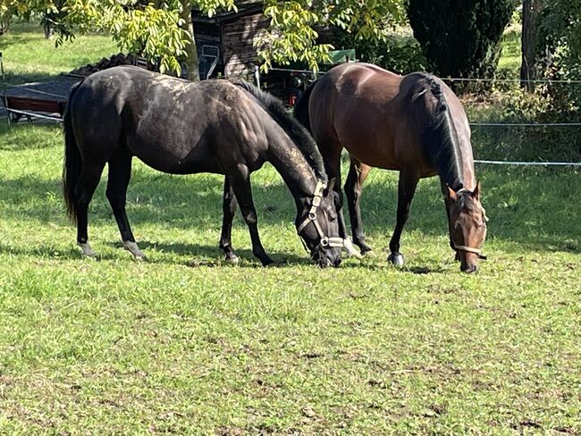 Quarter Horse Hengst/Wallach, Andrea, Horses For Sale, Schefflenz, Image 2