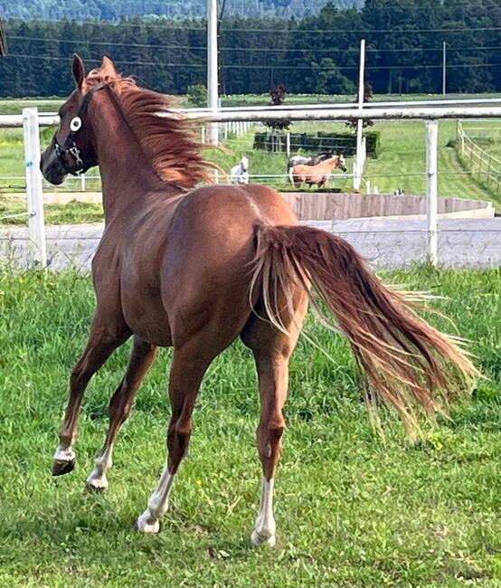 Quarter Horse Hengst, Cavallo, Horses For Sale, Ruden, Image 5