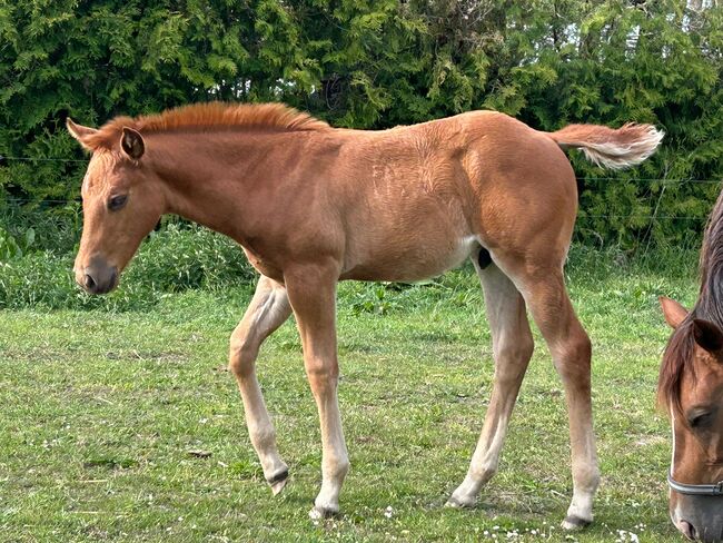 Quarter Horse Hengst, Diana, Horses For Sale, Klötze, Image 3