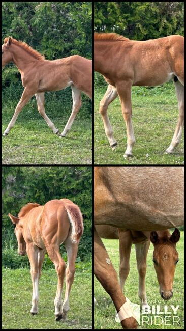 Quarter Horse Hengst, Diana, Horses For Sale, Klötze, Image 6