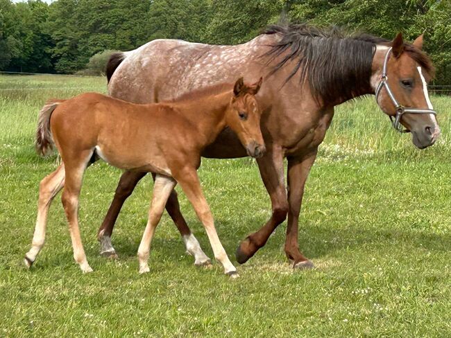 Quarter Horse Hengst, Diana, Horses For Sale, Klötze, Image 4