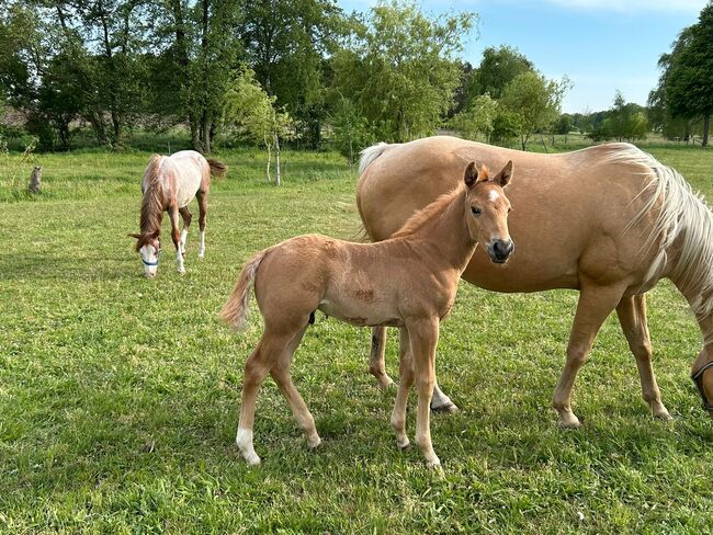 Quarter Horse Hengst, Diana, Horses For Sale, Klötze, Image 3