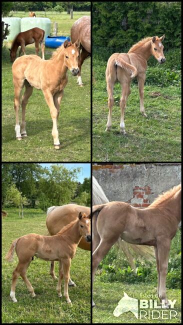 Quarter Horse Hengst, Diana, Horses For Sale, Klötze, Image 5