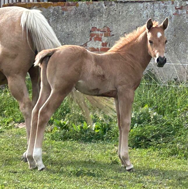 Quarter Horse Hengst, Diana, Horses For Sale, Klötze, Image 4