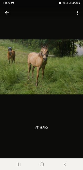 Quarter Horse Hengst, Aileen , Horses For Sale, Kyffhäuserland, Image 4