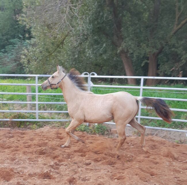 Quarter Horse Hengst, Aileen , Horses For Sale, Kyffhäuserland, Image 4