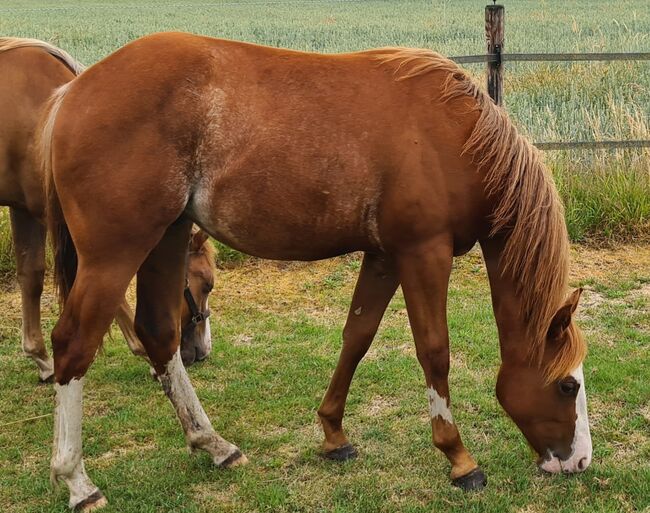 Quarter Horse Hengst ** Jaba Oak/Electric Code **, Ilse , Horses For Sale, Markelo, Image 3