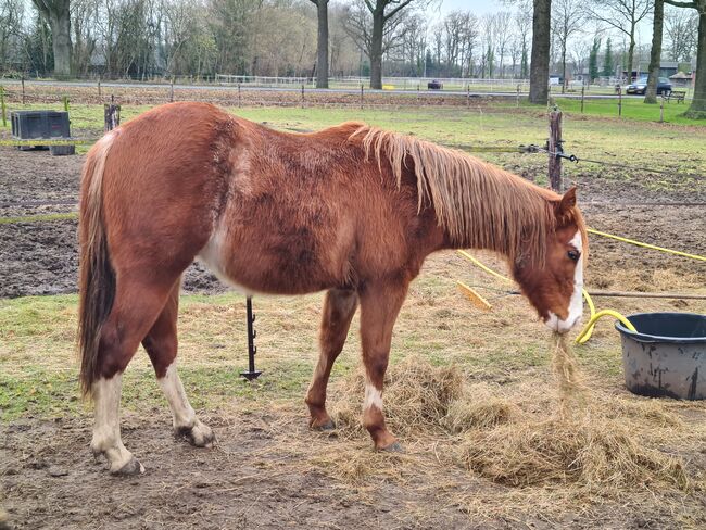 Quarter Horse Hengst ** Jaba Oak/Electric Code **, Ilse , Konie na sprzedaż, Markelo, Image 4