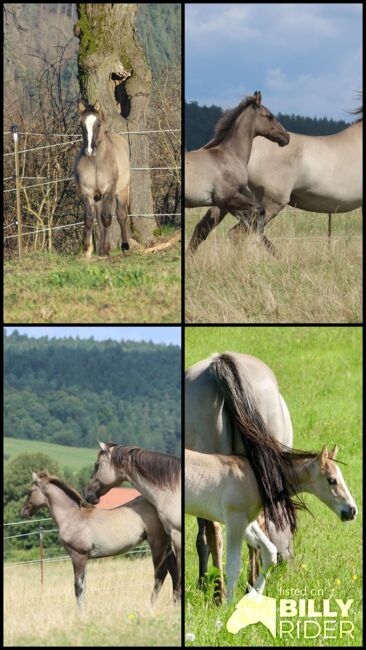 Im Ranchhorsetyp stehender Quarter Horse Hengst in grullo, Kerstin Rehbehn (Pferdemarketing Ost), Horses For Sale, Nienburg, Image 7