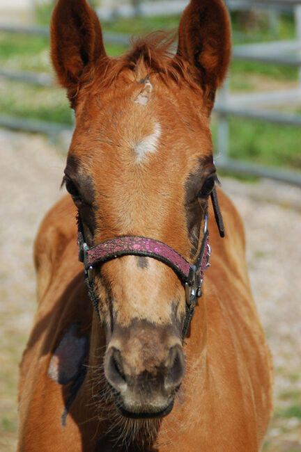 Quarter Horse Hengstabsetzer, Elmar Bayer, Horses For Sale, Kemnath