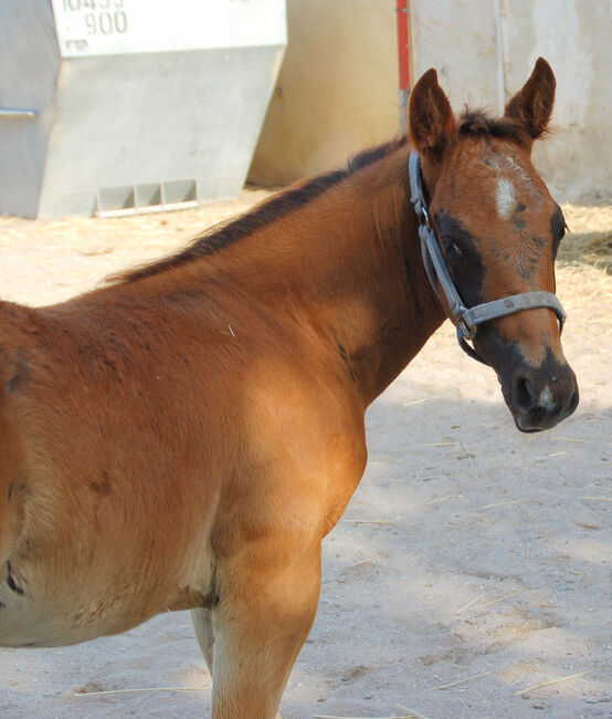 Quarter Horse Hengstabsetzer, Elmar Bayer, Horses For Sale, Kemnath, Image 3