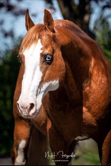 Quarter Horse Stute 1.J.palomino, super Abstammung, Regina Klut , Horses For Sale, Anderlingen, Image 5