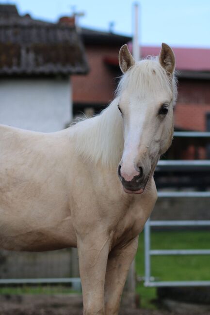 Quarter Horse Stute 1.J.palomino, super Abstammung, Regina Klut , Horses For Sale, Anderlingen, Image 11