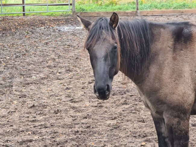 Quarter Horse Stute 2,5Jahre in der schönen Farbe Grullo, Regina Klut , Horses For Sale, Anderlingen, Image 14