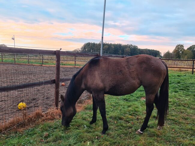 Quarter Horse Stute 2,5Jahre in der schönen Farbe Grullo, Regina Klut , Horses For Sale, Anderlingen, Image 10