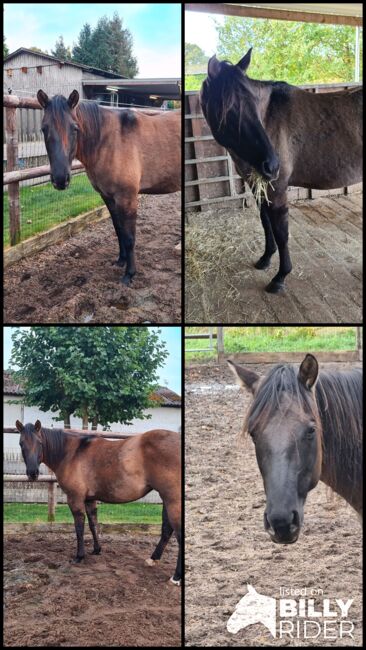 Quarter Horse Stute 2,5Jahre in der schönen Farbe Grullo, Regina Klut , Horses For Sale, Anderlingen, Image 18