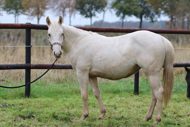 Quarter Horse Stute 2J. in palomino, Regina Klut , Horses For Sale, Anderlingen