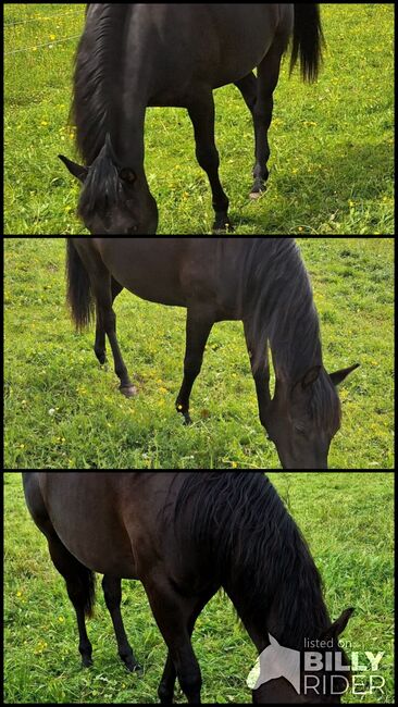 Quarter horse Stute 2j, Nadine , Horses For Sale, Pfronstetten , Image 4