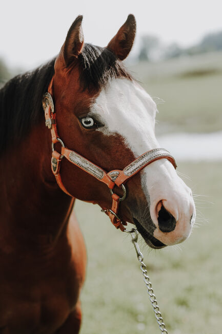 Quarter Horse Stute Zuchtstute, Kirchmann, Horses For Sale, Heimenkirch, Image 2