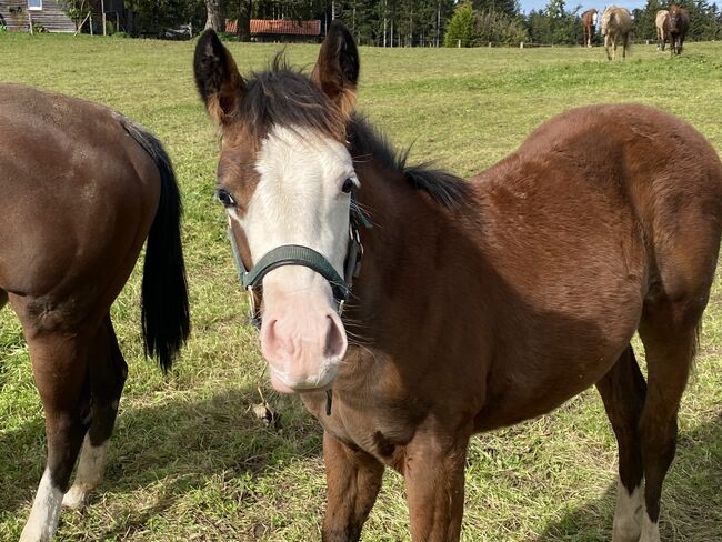 Quarter Horse Stute Fohlen Bay Splash, Kirchmann, Horses For Sale, Heimenkirch, Image 2