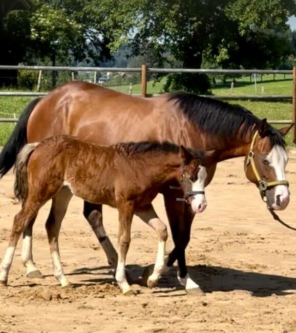 Quarter Horse Stute Fohlen Bay Splash, Kirchmann, Horses For Sale, Heimenkirch