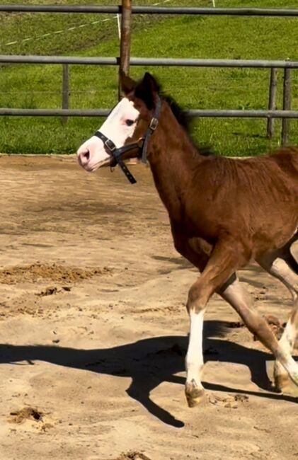 Quarter Horse Stute Fohlen Bay Splash, Kirchmann, Horses For Sale, Heimenkirch, Image 4