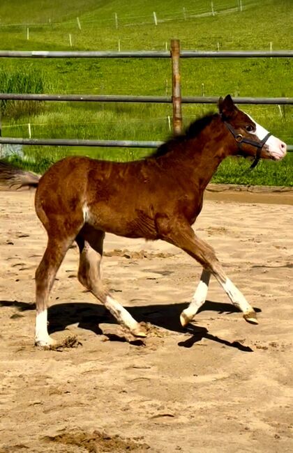 Quarter Horse Stute Fohlen Bay Splash, Kirchmann, Horses For Sale, Heimenkirch, Image 6