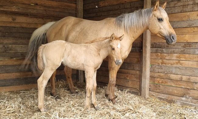 Quarter Horse Stute Fohlen Stutfohlen (evlt. Homozygot DUN), Katharina Müller , Horses For Sale, Attenkirchen