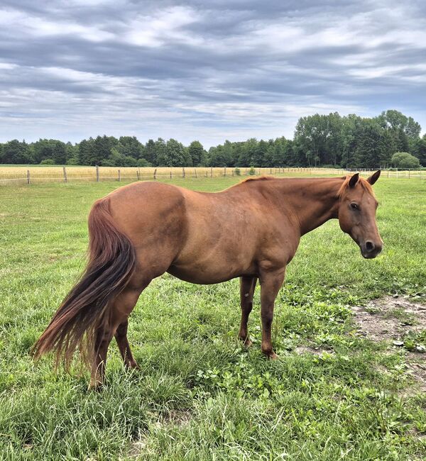 Quarter Horse Stute von 2013, Chestnut, Kathi, Horses For Sale, Groß Ippener, Image 5