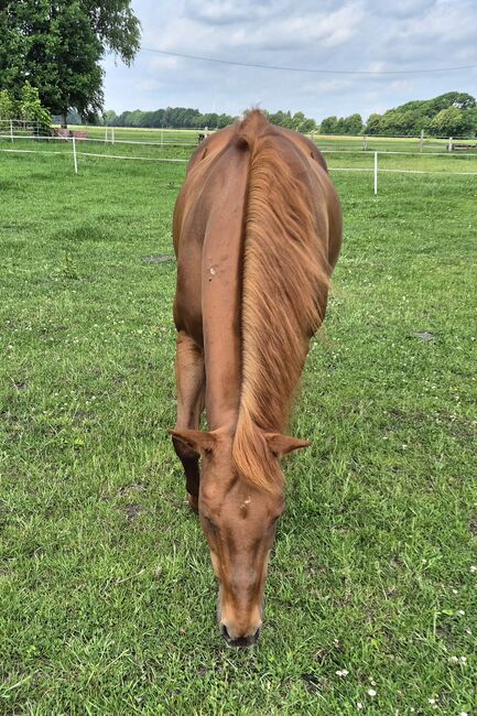 Quarter Horse Stute von 2013, Chestnut, Kathi, Horses For Sale, Groß Ippener, Image 3