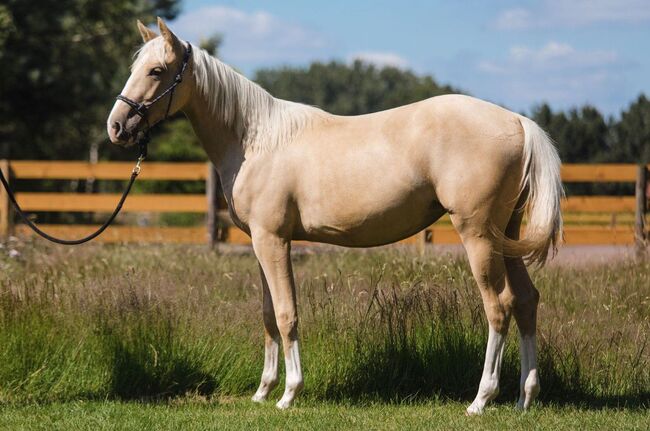 Quarter Horse Stute in Traumoptik- doppelt registriert, Kerstin Rehbehn (Pferdemarketing Ost), Horses For Sale, Nienburg, Image 2