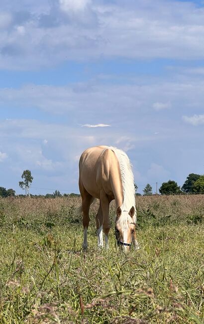 Quarter Horse Stute in Traumoptik- doppelt registriert, Kerstin Rehbehn (Pferdemarketing Ost), Horses For Sale, Nienburg, Image 10