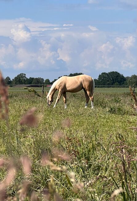 Quarter Horse Stute in Traumoptik- doppelt registriert, Kerstin Rehbehn (Pferdemarketing Ost), Horses For Sale, Nienburg, Image 9