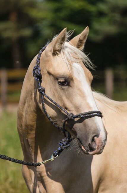 Quarter Horse Stute in Traumoptik- doppelt registriert, Kerstin Rehbehn (Pferdemarketing Ost), Horses For Sale, Nienburg, Image 13