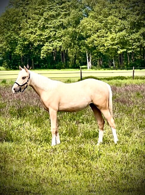 Quarter Horse Stute in Traumoptik- doppelt registriert, Kerstin Rehbehn (Pferdemarketing Ost), Horses For Sale, Nienburg, Image 16