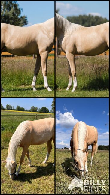 Quarter Horse Stute in Traumoptik- doppelt registriert, Kerstin Rehbehn (Pferdemarketing Ost), Horses For Sale, Nienburg, Image 19