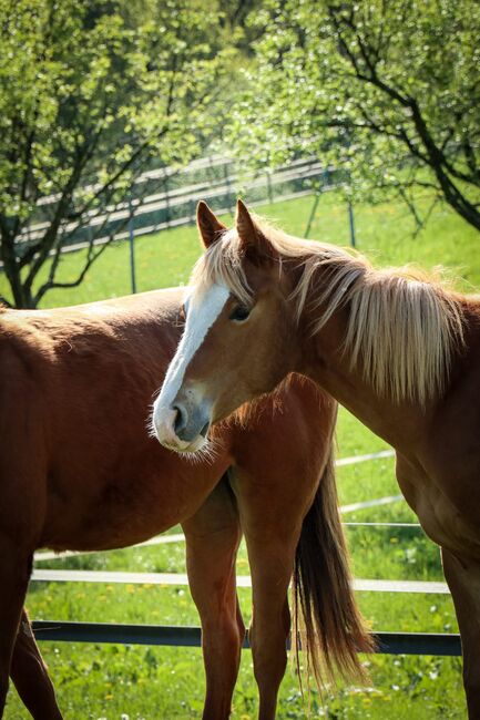 Quarter Horse Stute mit herausragender Abstammung, Kerstin Rehbehn (Pferdemarketing Ost), Horses For Sale, Nienburg, Image 3