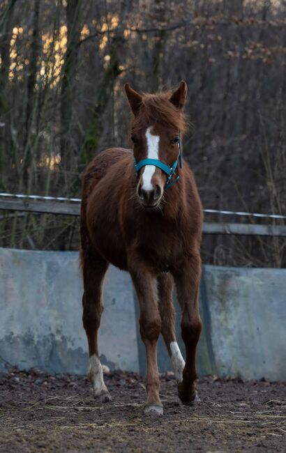 Quarter Horse Stutfohlen mit top Abstammung, Kerstin Rehbehn (Pferdemarketing Ost), Horses For Sale, Nienburg, Image 4