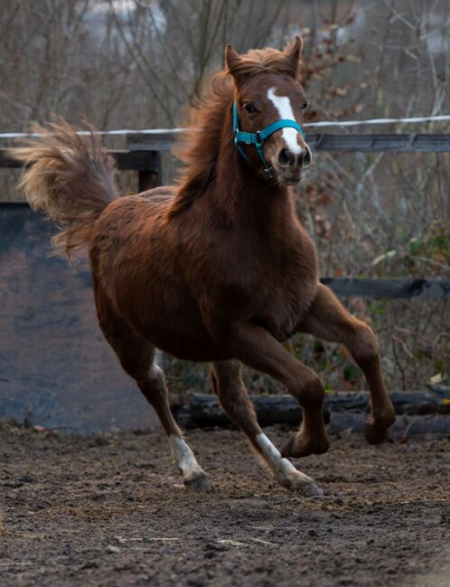 Quarter Horse Stutfohlen mit top Abstammung, Kerstin Rehbehn (Pferdemarketing Ost), Horses For Sale, Nienburg, Image 5