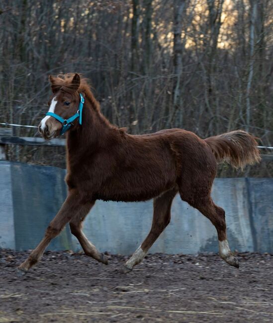 Quarter Horse Stutfohlen mit top Abstammung, Kerstin Rehbehn (Pferdemarketing Ost), Horses For Sale, Nienburg, Image 7