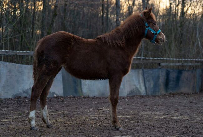 Quarter Horse Stutfohlen mit top Abstammung, Kerstin Rehbehn (Pferdemarketing Ost), Horses For Sale, Nienburg, Image 9