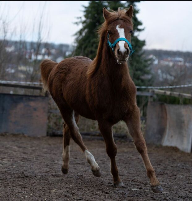 Quarter Horse Stutfohlen mit top Abstammung, Kerstin Rehbehn (Pferdemarketing Ost), Horses For Sale, Nienburg, Image 13