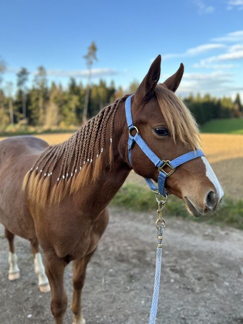 Quarter Horse Stute Reining Cowhorse Showprospect, Nadia Hofmaier , Horses For Sale, Kirchberg im Wald, Image 5