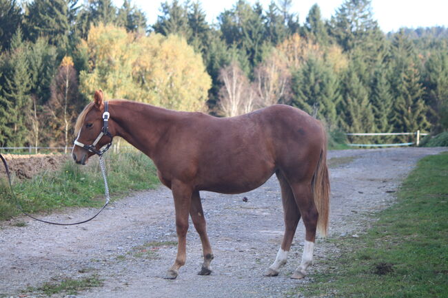 Quarter Horse Stute Reining Cowhorse Showprospect, Nadia Hofmaier , Horses For Sale, Kirchberg im Wald, Image 6