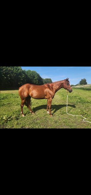 Quarter Horse Stute UK Tara Zipps Gold, Florian, Horses For Sale, Bergen auf Rügen
