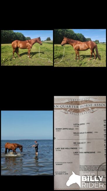 Quarter Horse Stute UK Tara Zipps Gold, Florian, Horses For Sale, Bergen auf Rügen, Image 6